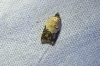 Acleris variegana