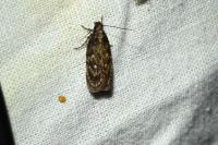 Depressaria albipunctella