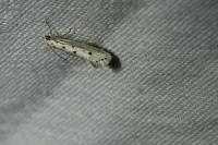 Ethmia terminella