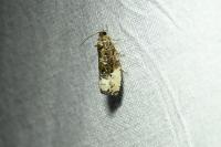 Hedya nubiferana