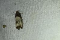 Notocelia roborana
