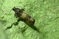 Piniphila bifasciana
