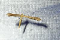 Stenoptilia