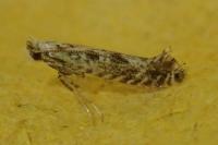 Parornix scoticella