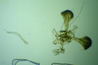 Parornix scoticella