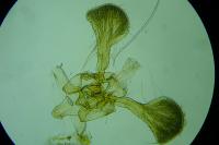 Parornix scoticella