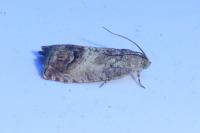 Cydia splendana