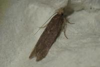Filatima spurcella