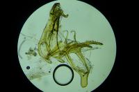 Filatima spurcella