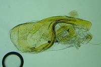 Filatima spurcella