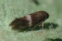 Elachista metella