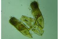 Elachista metella