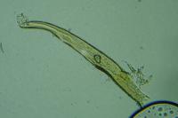 Elachista metella