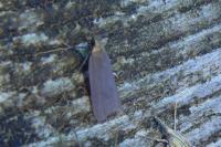 Acompsia cinerella