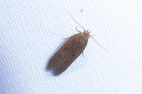 Bryotropha terrella