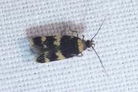 Oegoconia