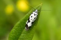 Ethmia quadrillella