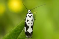 Ethmia quadrillella