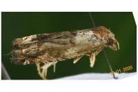 Crocidosema plebejana