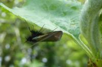 Adela reaumurella