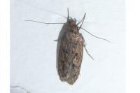 Hofmannophila pseudospretella