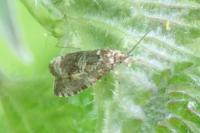 Celypha lacunana