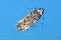 Endrosis sarcitrella