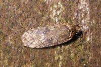 Agonopterix ciliella/heracliana
