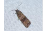 Celypha striana