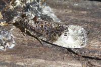 Hedya nubiferana