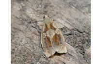 Archips crataegana