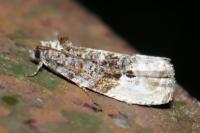 Hedya nubiferana