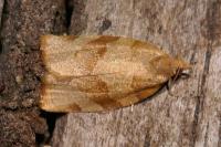 Pandemis cerasana