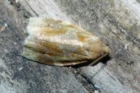Archips xylosteana