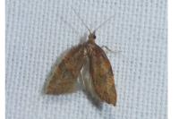 Acleris rhombana