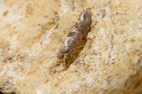 Digitivalva pulicariae