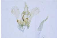 Hypatima rhomboidella