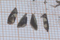 Epiblema cirsiana