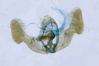 Epiblema cirsiana