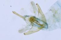 Mompha epilobiella