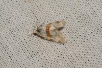 Aethes cnicana/rubigana