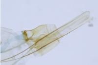 Nemapogon koenigi
