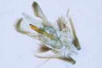 Caloptilia fribergensis
