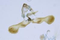 Grapholita coronillana