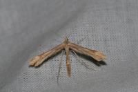 Gillmeria pallidactyla