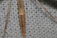 Gillmeria pallidactyla