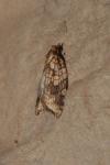 Acleris rhombana