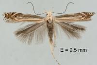 Isophrictis corsicella