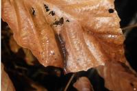 Phyllonorycter maestingella