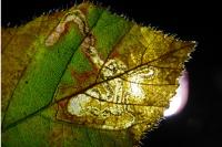 Stigmella aurella